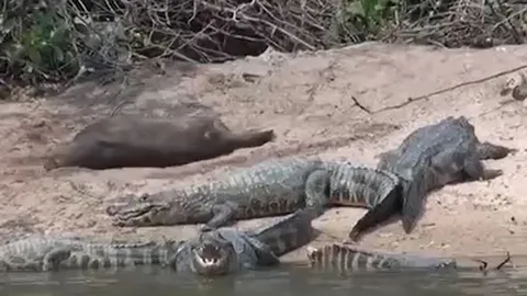 CLIP: Thấy đàn cá sấu nghỉ ngơi, rái cá liền 'nhập hội' nằm uốn éo nhưng cái kết mới khó tin