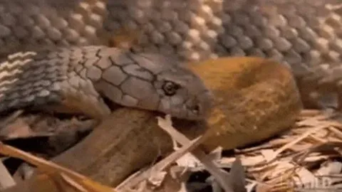 CLIP: Đụng độ rắn hổ mang, rắn chuột bị kẻ thù 'xơi tái' trong tích tắc