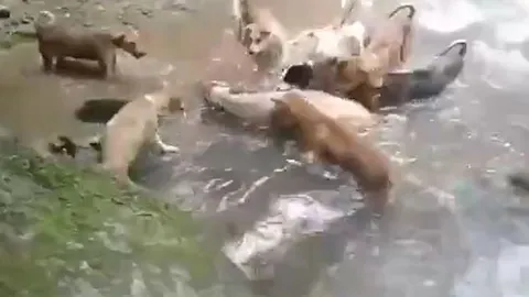 CLIP: Lợn rừng 'đơn thương độc mã' rơi vào vòng vây của đàn chó và cái kết khó đoán