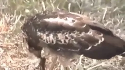 CLIP: Đụng độ đại bàng, rắn hổ mang bị kẻ thù xé rách miệng