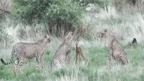 CLIP: Thấy nai con lạc mẹ, 3 con báo săn làm ra hành động gây 'sốc'