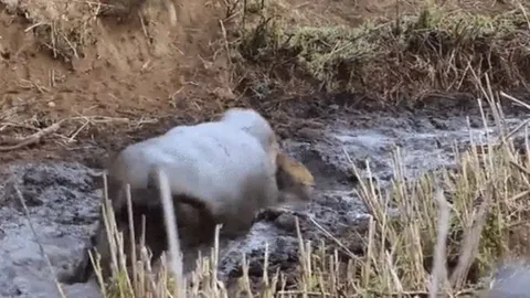 CLIP: Vừa cứu linh dương khỏi đàn chó hoang, hà mã liền quay lại xé xác kẻ mình vừa cứu mạng