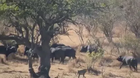 CLIP: Mãn nhãn trước màn hỗn chiến 'nảy lửa' của trâu rừng và sư tử