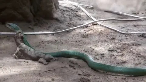 CLIP: Chủ động tấn công rắn lục, tắc kè nhận cái kết thê thảm