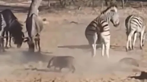 CLIP: Làm ngựa vằn giật mình, lợn rừng bị đá cho ngất xỉu