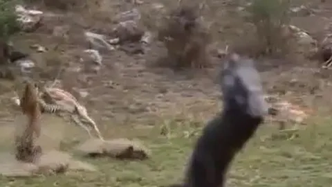 CLIP: Báo hoa mai ẩn nấp tài tình, tóm gọn linh dương trong tích tắc