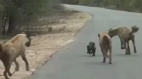 CLIP: Bị đàn linh cẩu vây quanh, lửng mật vẫn dư sức làm kẻ thù bẽ mặt