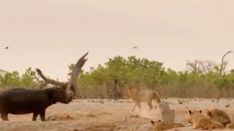 CLIP: Đang nằm nghỉ ngơi, đàn sư tử vội vã bỏ chạy khi loài vật này xuất hiện