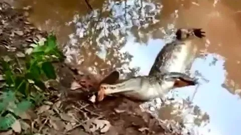 CLIP: Chình điện tung đòn chí mạng khiến cá sấu 'đơ người'