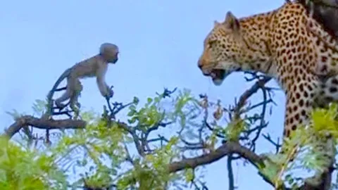 CLIP: Màn truy sát nghẹt thở của báo hoa mai với khỉ trên cây
