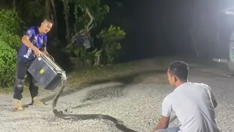 CLIP: Người đàn ông tay không bắt rắn hổ mang chúa dài gần 5m