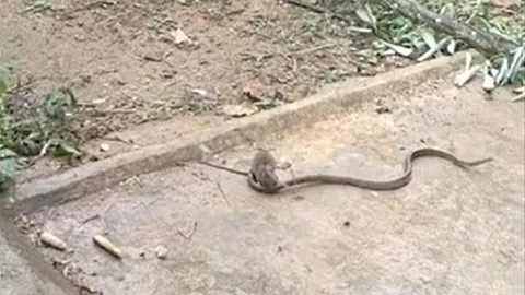 CLIP: Bị chuột đuổi cùng giết tận, rắn nhận cái kết khó tin