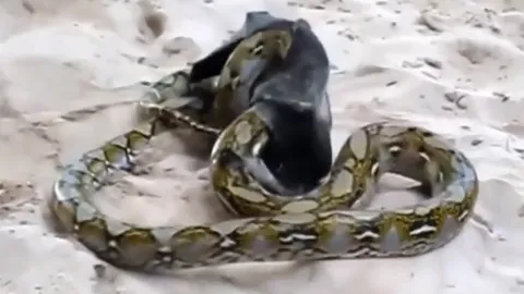 CLIP: Dơi thoát chết ngoạn mục khỏi tay trăn săn mồi