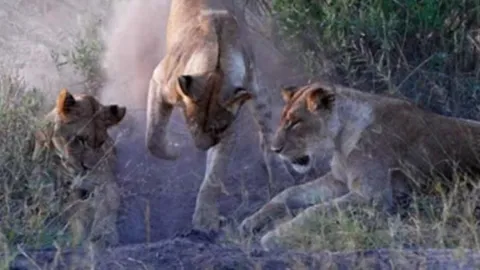 CLIP: Lợn bướu đột phá vòng vây, thoát chết ngoạn mục trước nanh vuốt của bầy sư tử