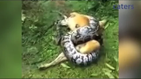 CLIP: Dũng cảm đánh trăn khổng lồ, người đàn ông giải cứu chó cưng khỏi "tử thần" siết chặt