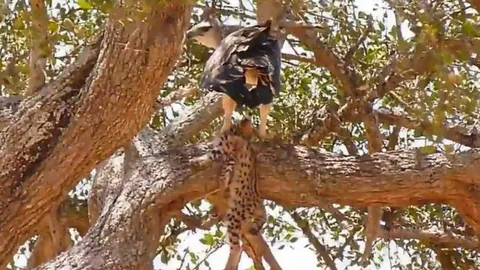 CLIP: Đại bàng tung cánh đoạt mạng báo con giữa rừng già