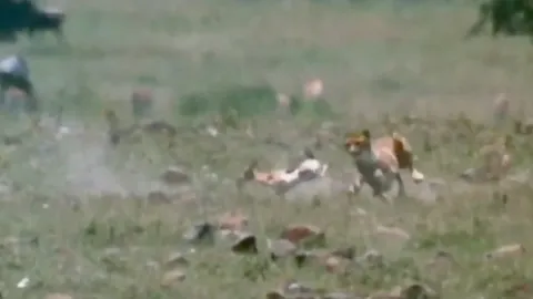 CLIP: Khỉ đầu chó dũng cảm giải cứu linh dương Gazen con khỏi nanh vuốt báo săn