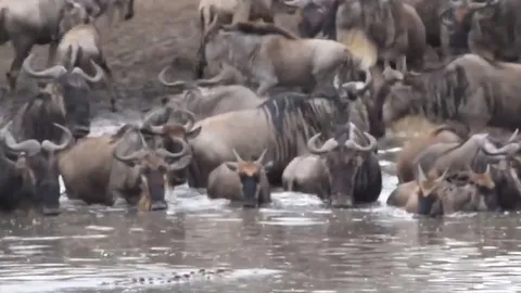 CLIP: Linh dương đầu bò bất cẩn, trở thành mồi ngon cho cá sấu