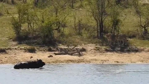 CLIP: Trên sư tử, dưới cá sấu bao vây, trâu rừng vẫn thoát chết ngoạn mục