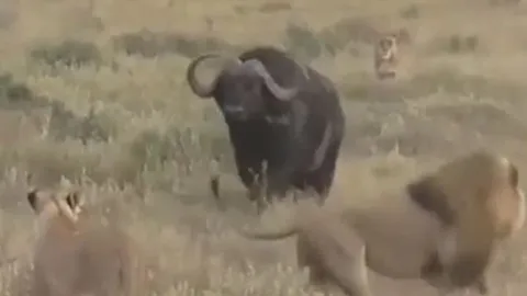 CLIP: Đi săn trâu rừng, đàn sư tử nhận cái kết bẽ mặt