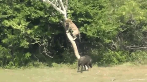 CLIP: Báo hoa mai sợ hãi, leo lên cây trốn khi bị lợn bướu truy sát