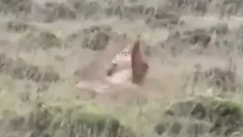 CLIP: Mãn nhãn trước màn tử chiến 'nảy lửa' của báo săn và báo hoa mai