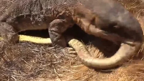 CLIP: Vừa săn được 2 con chuột lang, rắn hổ mang chúa đã lập tức biến thành miếng mồi ngon của thằn lằn