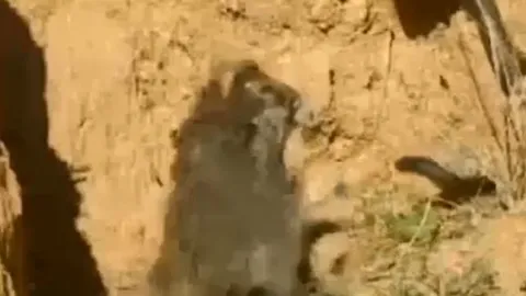 CLIP: Đụng độ rắn hổ mang Ai Cập, chim ưng không ngại 'chiến' lại và cái kết