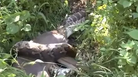 CLIP: Trăn khổng lồ nuốt chửng nai rồi 'bất động' vì quá no