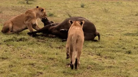 CLIP: Sư tử dẫn con tới dự đại tiệc sau khi nhọc nhằn hạ sát trâu rừng