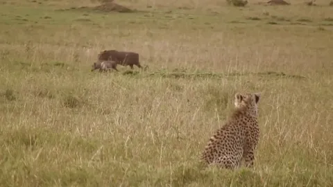 CLIP: Lợn rừng mẹ quả cảm đánh trả báo săn, giải cứu con thoát khỏi lưỡi hái tử thần