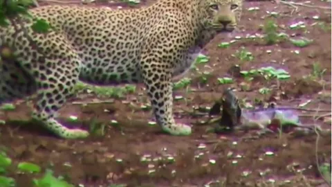 CLIP: Sư tử cái bất ngờ giải cứu linh dương Impala khỏi nanh vuốt báo hoa mai