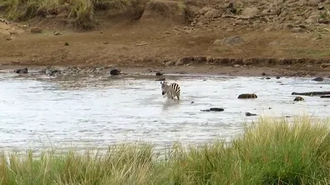 CLIP: Ngựa vằn ngoạn mục thoát thân trước đàn sư tử đói