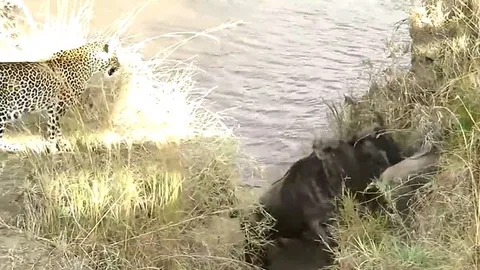 CLIP: Báo hoa mai tinh ranh mai phục, tóm gọn linh dương đầu bò đang vượt sông