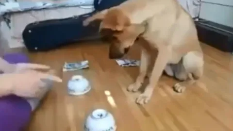 CLIP: Chó cưng gây sốt với màn đoán vật siêu đáng yêu khiến dân mạng "lụi tim"