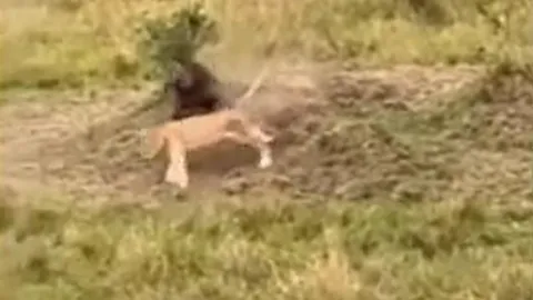 CLIP: Sư tử chạy trối chết khi bị khỉ đầu chó truy sát