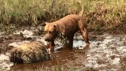 CLIP: 'Hăng máu' săn nhím, chú chó bị đối thủ găm lông khắp người