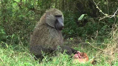 CLIP: Vừa chào đời, linh dương kém may mắn đã bị khỉ đầu chó hạ sát