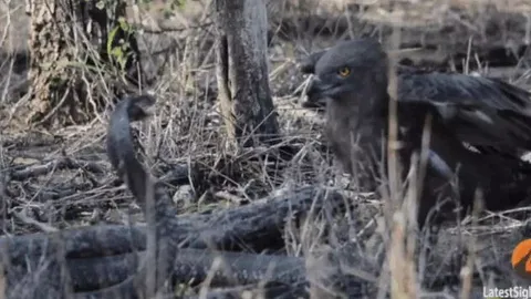 CLIP: Đi săn rắn hổ mang, đại bàng gặp ngay đối thủ 'cứng đầu' và cái kết