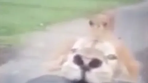 CLIP: Sư tử nổi cơn thịnh nộ, tấn công xe của du khách và cái kết