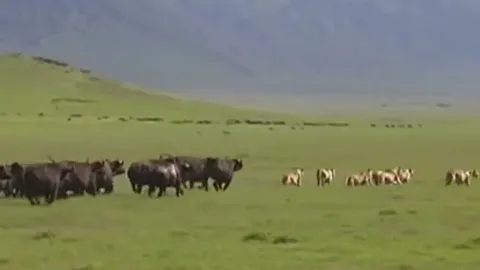 CLIP: Đụng độ đàn trâu rừng, bầy sư tử bị đuổi cho 'chạy té khói'