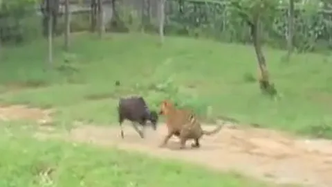 CLIP: Liều lĩnh tấn công ngược hổ, bò đực nhận cái kết dễ đoán