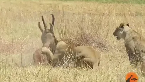 CLIP: Bị 2 con sư tử quật ngã, linh dưỡng vẫn vùng dậy chống trả và nhận kết cục dễ đoán