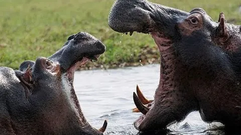 CLIP: Cuộc hỗn chiến dữ dội giữa những con hà mã trong mùa khô hạn