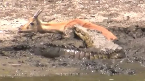 CLIP: Khoảnh khắc rùng rợn, đàn cá sấu hợp sức xé xác linh dương Impala mắc kẹt