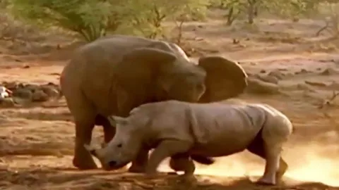 CLIP: Cuộc đối đầu nảy lửa giữa voi và đàn tê giác, ai mới là kẻ thống trị?