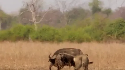 CLIP: Bị 3 con sư tử tóm được, trâu rừng vẫn tạo ra kỳ tích khó tin