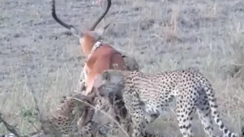 CLIP: Linh dương nỗ lực vùng vẫy khi bị 4 con báo săn truy sát và cái kết dễ hiểu