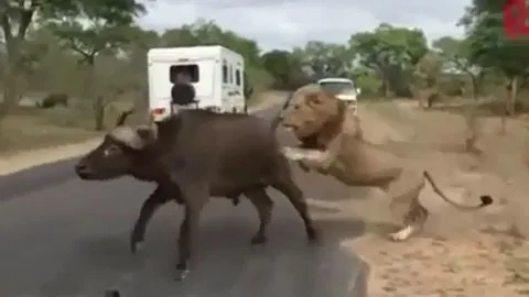 CLIP: Bị truy sát, trâu rừng bỗng nhiên quay lại thách thức 'lãnh chúa đồng cỏ' và phải nhận cái kết thê thảm