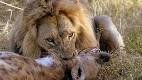CLIP: Ngang nhiên đi vào lãnh địa của sư tử, linh cẩu phải trả giá bằng cả tính mạng